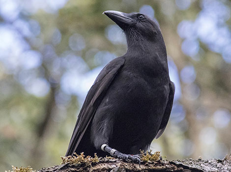 Hawaiian crow black plumage and tool use