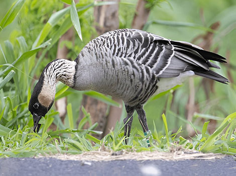 Hawaiian Goose grazing on a grassy