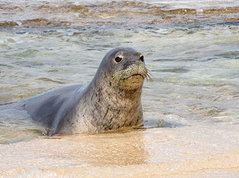 Hawaiian monk seal endangered and tropical habitat
