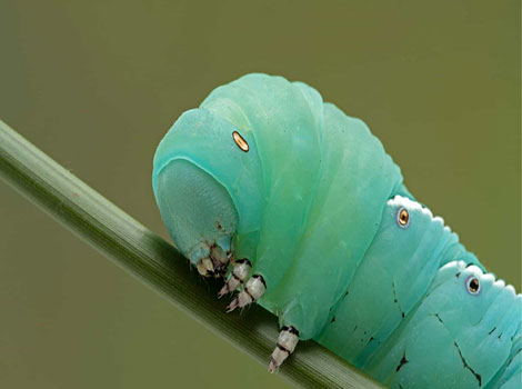 hawk moth caterpillar green camouflage and host plants