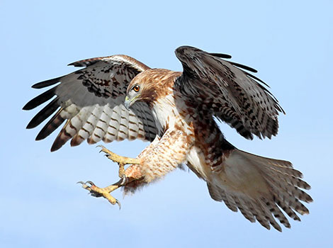 Hawk sharp talons and exceptional eyesight