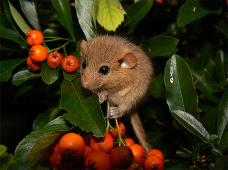 Hazel dormouse woodland and solitary behavior