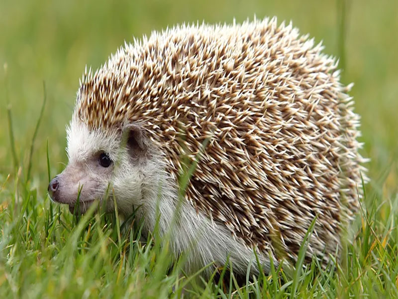hedgehog nocturnal foraging and suburban garden habitat