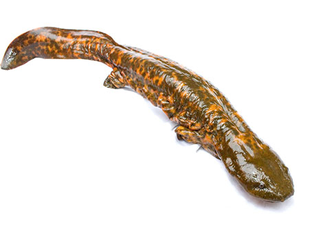 Hellbender salamander fast-flowing rivers and aquatic adaptation