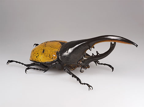 Hercules beetle forked horns and tropical habitat