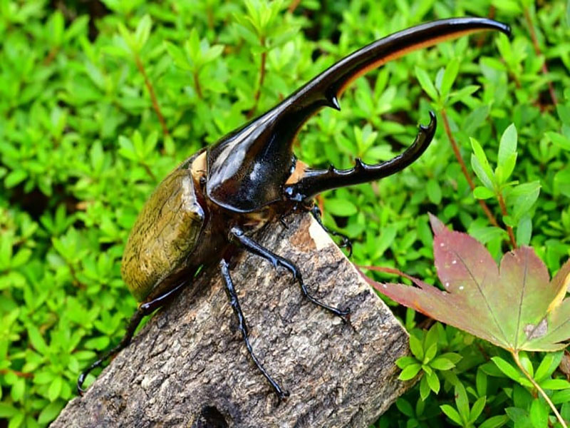 hercules beetle long horns and mating competition