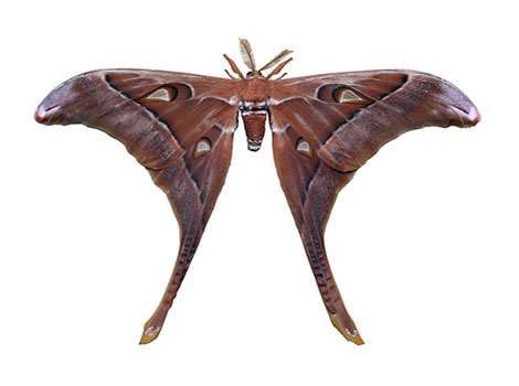 Hercules moth wingspan and rainforest camouflage
