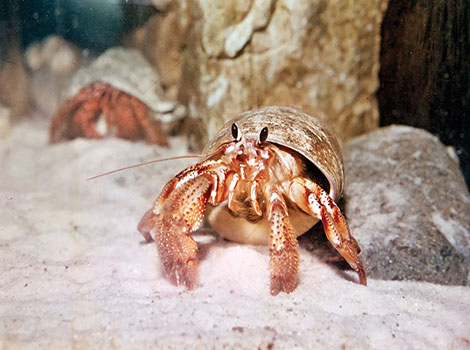 Hermit crab shell exchange and tropical habitat