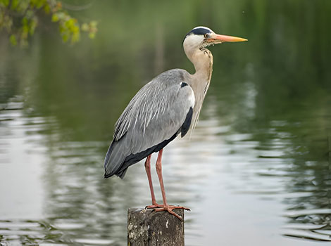 Heron wetlands and long neck hunting posture