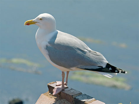 Herring gull scavenging behavior and coastal habitat