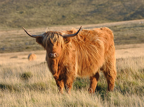 Highland cattle with thick coats and curved horns