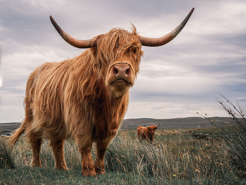 highland cattle horns and grazing in Highlands