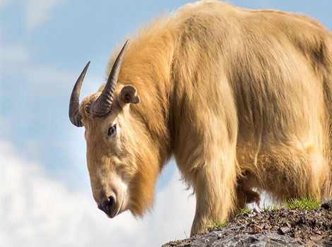 himalayan takin and golden fleece