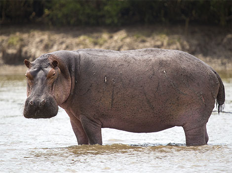 hippopotamus river habitat and semi-aquatic behavior