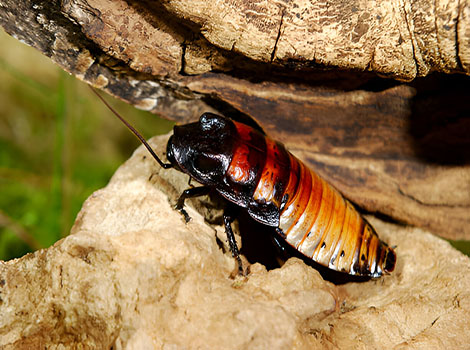 hissing cockroach communication and defense behavior