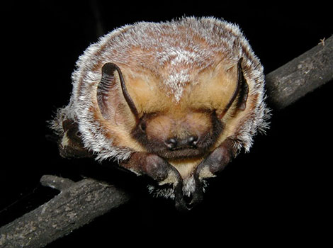 Hoary bat nocturnal and frosted fur