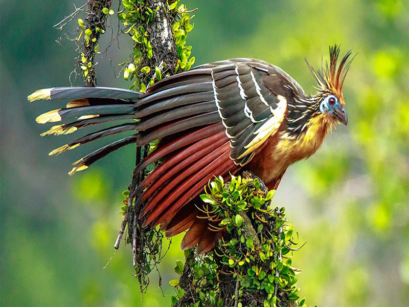 hoatzin bird spiky crest and tropical habitat