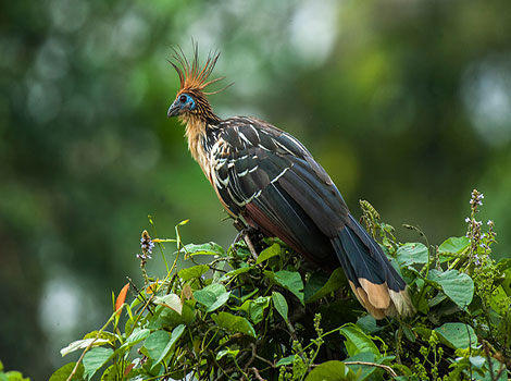 hoatzin stinkbird and Amazon rainforest habitat