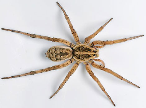 Hobo spider funnel web and garden environment