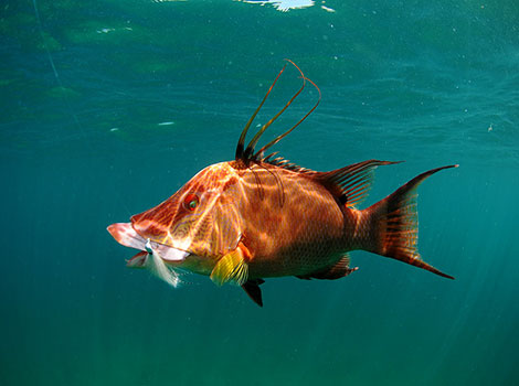 hogfish coral reefs and feeding adaptation