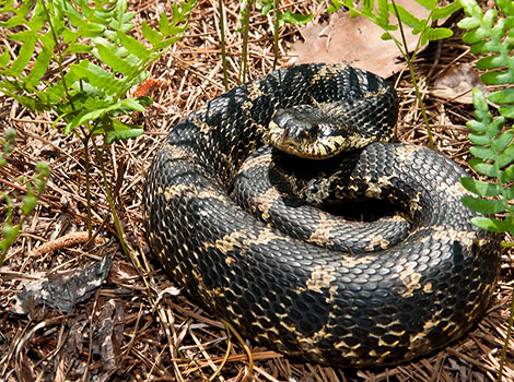 Hognose snake sandy habitat and defensive behavior