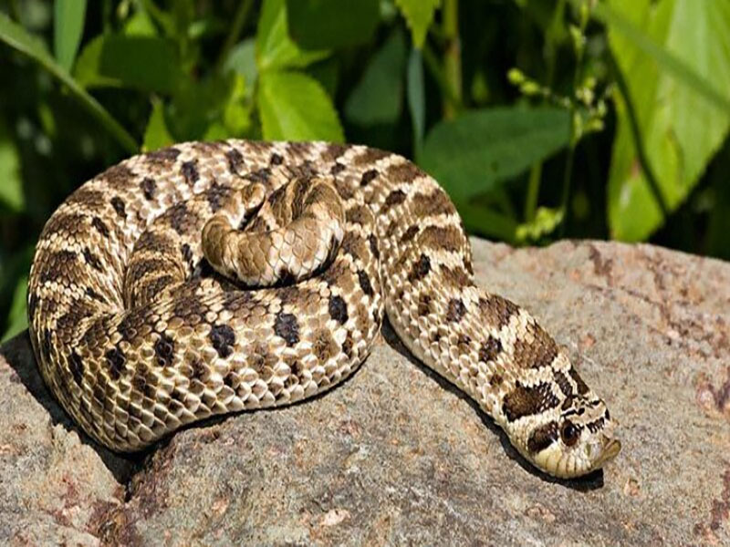 hognose snake nose anatomy and defensive behavior