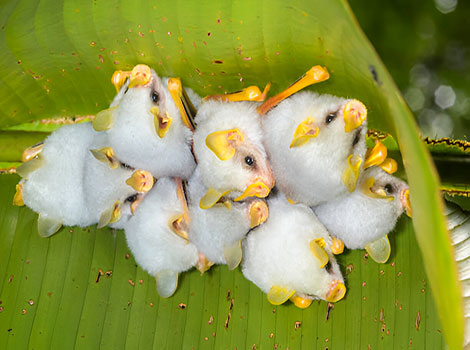 Honduran white bat and rainforest habitat
