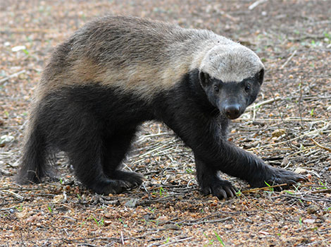 honey badger defensive behavior and desert habitat