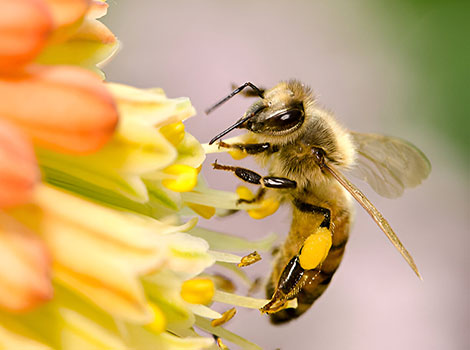 honey bee pollination and sunflower interaction