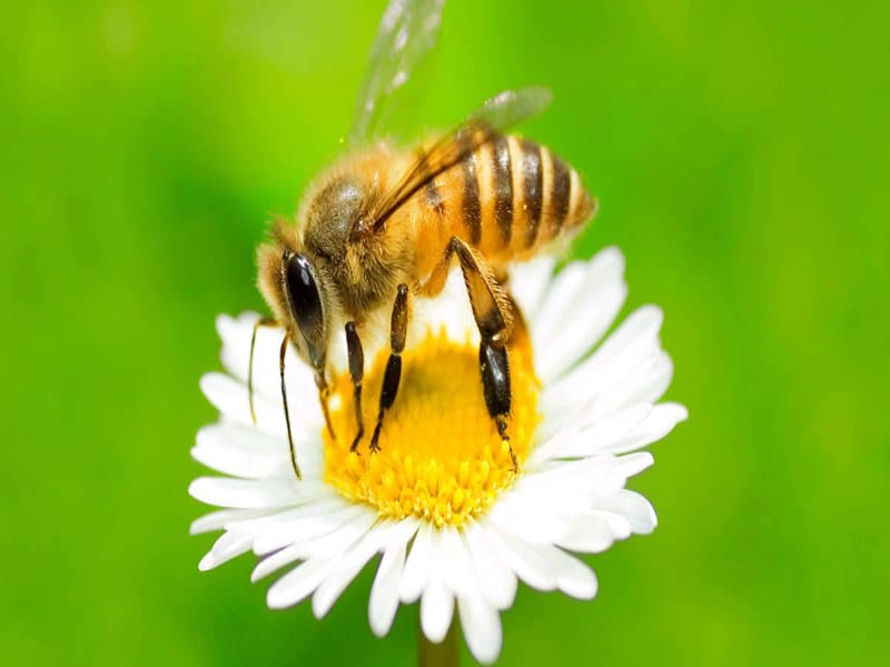 honey bee pollinating sunflower and nectar collection