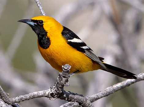 Hooded oriole palm tree habitat and hanging nest
