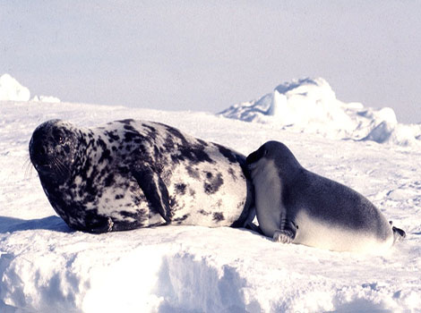 Hooded seal nasal hood and Arctic Ocean