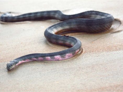 Hook-nosed sea snake coastal waters and fish diet