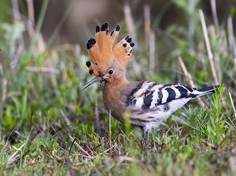Hoopoe crest display and curved bill