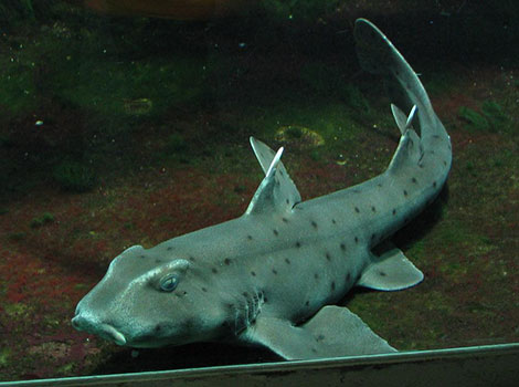 horn shark and kelp forest, eastern Pacific Ocean