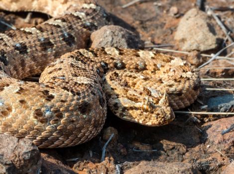 Horned adder savanna habitat and horned head
