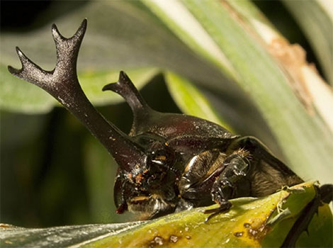 Horned beetle armor and battle posture