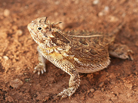 Horned frog camouflage and pacman-like mouth