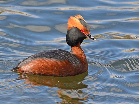 Horned grebe freshwater habitat and diving abilities