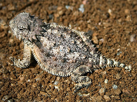 Horned lizard desert camouflage and ant diet