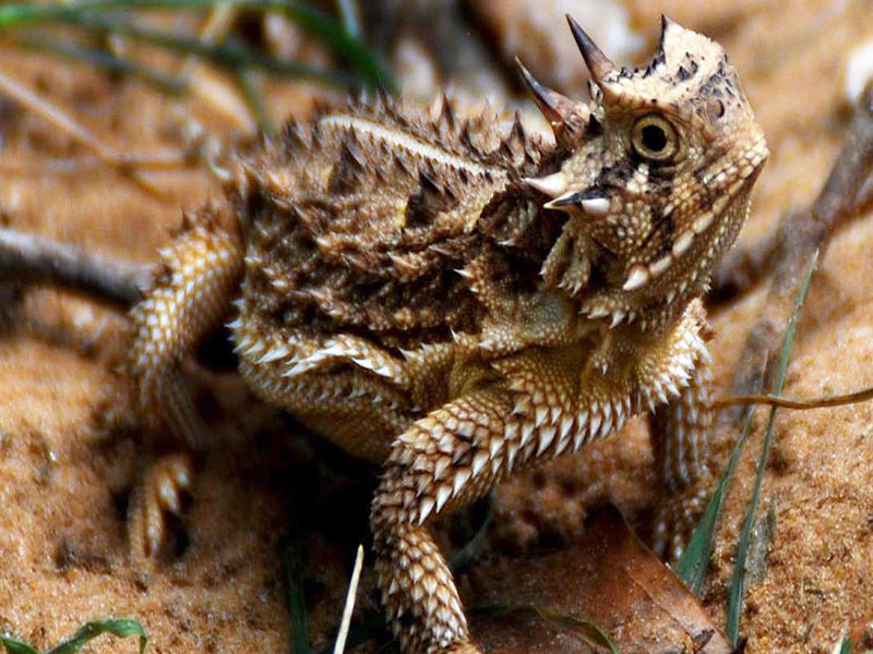 horned lizard blood defense and desert environment
