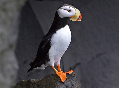 Horned puffin cliff nesting and diving abilities