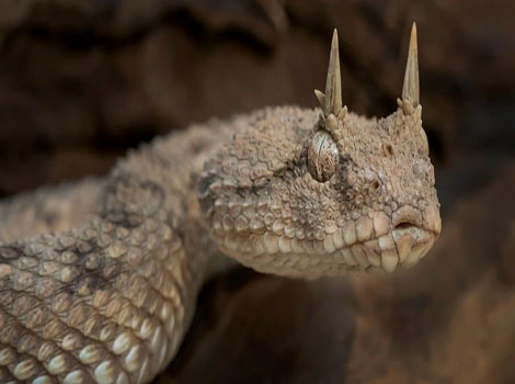 Horned viper desert habitat and venomous traits