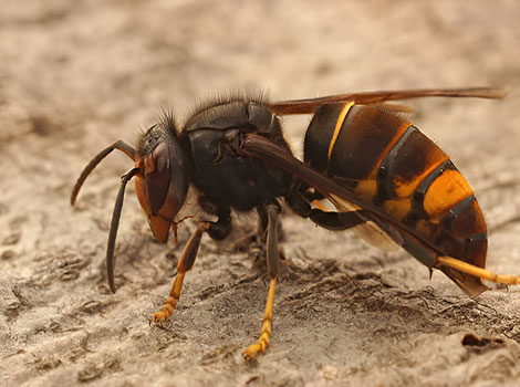 hornet black and yellow patterns and urban habitat