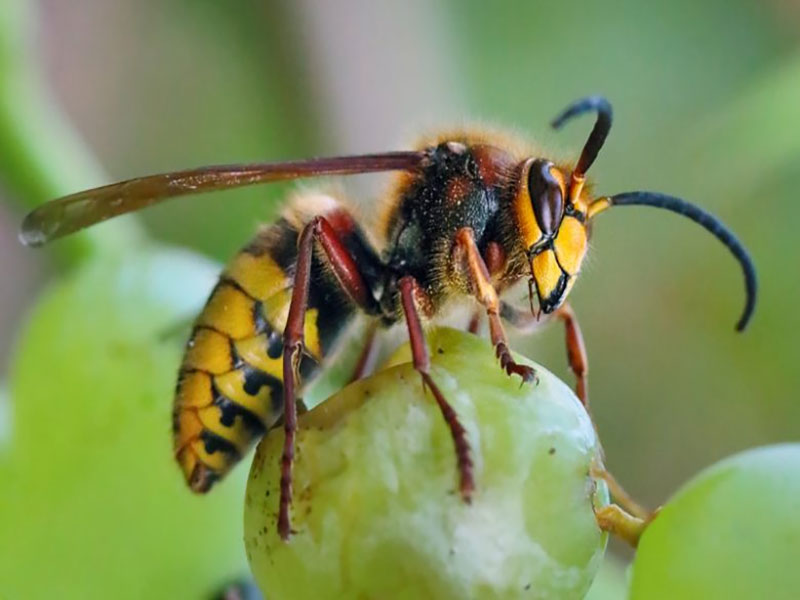 hornet queen and eusocial colony habitat
