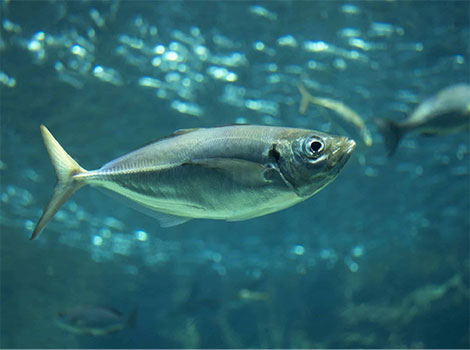 horse mackerel and school behavior in Atlantic Ocean