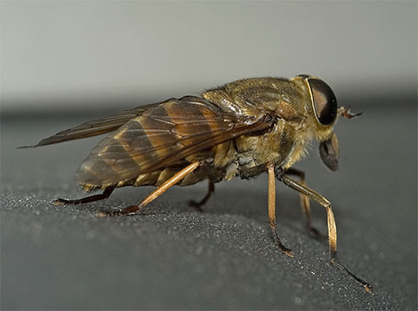 Horsefly iridescent eyes and wetland environment