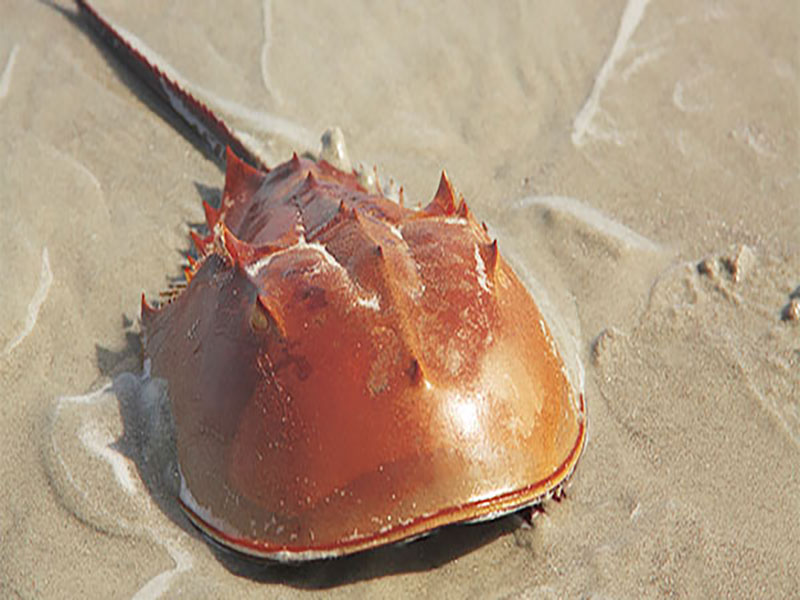 horseshoe crab blue blood and biomedical importance