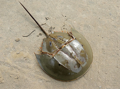 horseshoe crab shoreline and breeding behavior