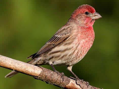 House finch urban environments and red plumage